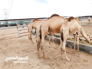  2 camels Muscat barka