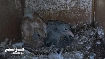  3 زغاليل بلدي حجم كبير للبيع