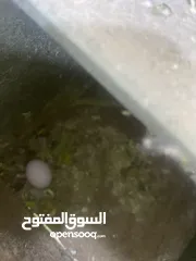  3 جوز حب كان تحته فرخ و هسا تحته بيض