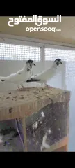  4 Pakistani pigeons