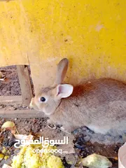  3 ذكر للبيع صحه ونظافه اقراء الوصف