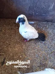  4 جوز حمام اللببع