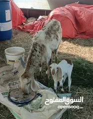  1 جاعدة تهجين سووووداني طيبة مع حمله تهجين جميله