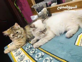  2 Cat for adoption (rag doll and persian)