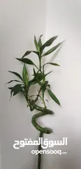  6 نبات ساق البامبو واسمه العلمي(LuckyBamboo)