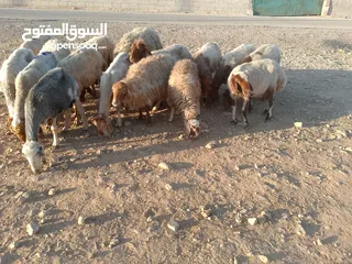  3 بلدي نفس الصور بالضبط عقائق ومناسبات ونذر اوزان 20 ل30 لحم صافي