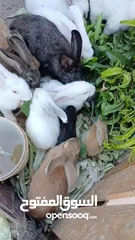  4 كوم ارانب للبيع شغالات%100 صحه ونظافه ما شاء الله