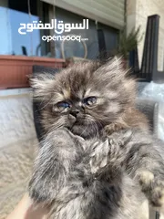  2 قطط Kitten