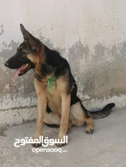  4 كلبة جيرمن عمرها 7 شهور للبيع