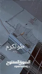  1 عصفور كناري ذكر للبيع بسعر مغري مع قفص فقط 120 شيكل طولكرم نزله مجمع الدكتور امجد بدران