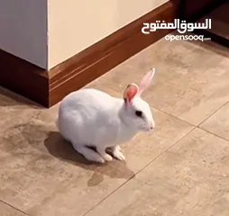  5 Selling a Dwarf Rex Mix Rabbit
