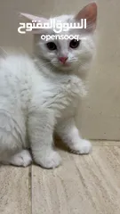  5 برتش مكس شيرازي