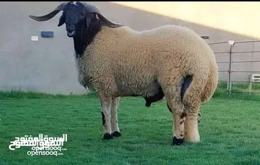  2 لحام ذبح الأظاحي في المنازل الزرقاء  ابو قصي