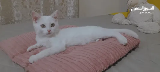  11 قطط لتبني ذكر وانثى عمر شهرين ونص