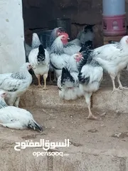  6 دجاج سايكس إنجليزي