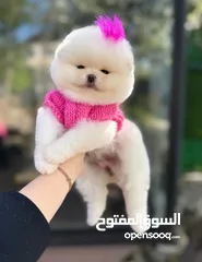  10 بومرينين مني بيور دم صافي احجام صغيره أعلى المستويات