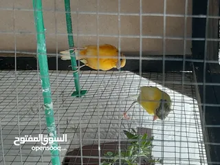  6 حبتين كنار أحمر واصفر مقرفل العمر شهرين
