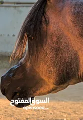  1 حصان عربي اصيل مسجل