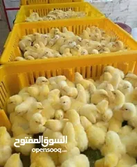  9 صوص لاحم مزارع   اعلاف ذره صويا شعير وعده محلات الدجاج   كيا فنتيرا موديل 1999ازرق كاش اواقساط