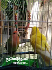  2 جوز روز بصحه ممتازه الانثى لاتينو عين حمره والذكر الاخضر ................................
