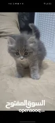  1 قطط صغيرة للبيع مكس شيرازي