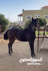  6 خيل عربيه ه