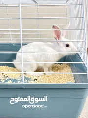  14 Selling a Dwarf Rex Mix Rabbit