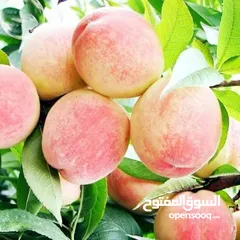  4 اقوى عروض بالمملكة   يوجد #مختصين #لتقليم #ورش #الاشجار #وصيانه #الحدائق