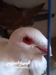  2 مساء الخير حمام للبيع لعدم توفر مكان لهم