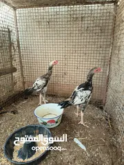  1 دجاج باكستانيات