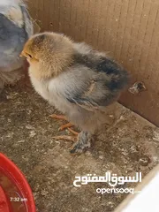  1 صيصان براهما الاصلي المصوف للبيع