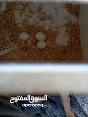  1 جوز كوكتيل ذكر البينو عين اسود انثى ازبل مع القفص كوخ تحتهم بيض عدد3سعرهم 60اخرهم