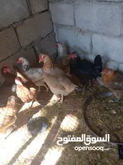  1 متاح أفراخ دجاج للبيع عرب اصلي اعمار مختلفه