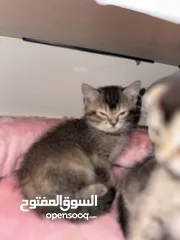  4 3 قطط فولد وستريت عمرهًم شهر ونص الصور نفس الواقع وببعتلكم ڤيدوهات الهم لتواصل واتس تب فقط