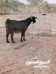  1 ماعز وجعد للبيع