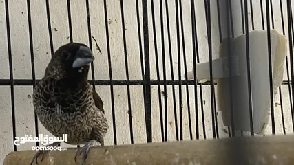  8 طيور انتاجي بنجاليز الوان صوافي