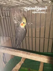  3 جوز طيور كوكتيل شغالات ومنتجات بأذن الله تعالى