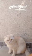  3 3قطط سكوتش فولد