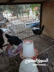  2 دجاج الاسود الاندونيسي