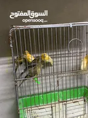  22 جوز كنار للبيع