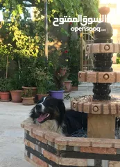  17 Border collie لاول مرة في الاردن