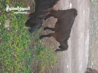  4 عنزه شاميه معه صخله عمر 3 شهور