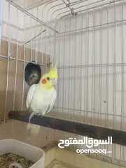  2 جوز كوكتيل على وجه بيض اغلب وقتهم بلكوخ