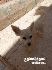  5 كلب شيواوا العمر 8 شهور ماخذ كل المطاعيم الكلب ممتاز لعوب جدا جدا بحب صاحبو الكلب محلوق شعرو عشان.
