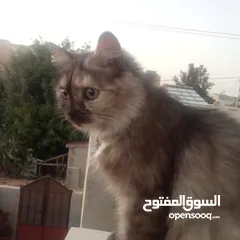  2 قطة شيرازي للبيع