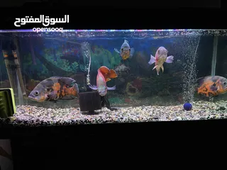  1 ‏أسماك الأوسكار￼