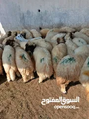  5 ذبيح للبيع طيبه سمان عزيمه ثلاجه خرفان طيبة هرفي جذع وتساب اتصال لتوصيل جميع مناطق قطر سوري بلدي