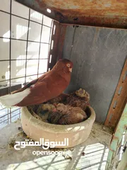  24 15 طير مخلف 4 يهودي رقبه شبر 4 مزههورات 4 نوري  1مخلف سلفر يهوديات نخب رقبه شبر 12 جوز يهودي