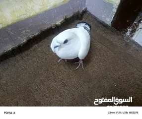  4 حمام للبيع بسعر مناسب قابل للتفاوض في عمان أو اربد للي حاب يتواصل معي وما بقصر نوع شفر
