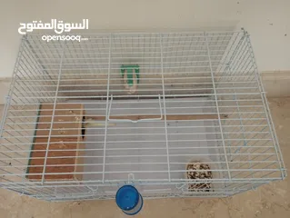  6 حوز بادجي (طيور الحب) جاهز للإنتاج بألوان مميزة